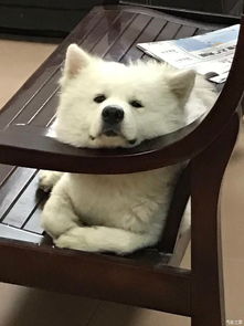 豆?jié){的一周年 從街頭到家的溫暖旅程