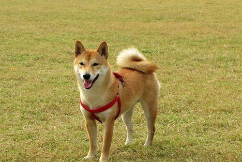 掉毛大戶不止薩摩耶！這些寵物狗掉的毛，真能開(kāi)“紡織廠”