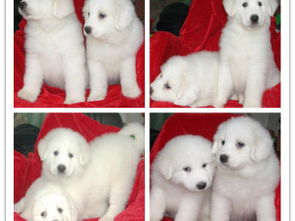 王者風(fēng)范，品質(zhì)之選——雙血統(tǒng)大白熊犬基地直銷(xiāo)