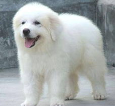 無(wú)錫大白熊犬購(gòu)買(mǎi)指南 渠道、價(jià)格與健康須知