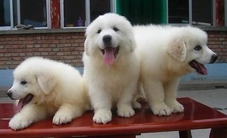 南京專(zhuān)業(yè)犬舍實(shí)體店 健康大白熊幼犬，質(zhì)保三月贈(zèng)用品簽協(xié)議